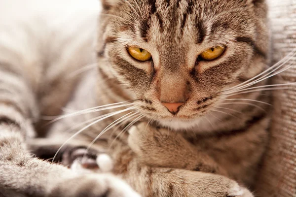 猫 (felis catus を探してください。) — ストック写真