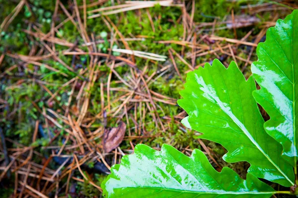 自然背景 カシの葉および森林土壌 — ストック写真