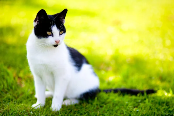 Gato callejero - Felis catus — Foto de Stock