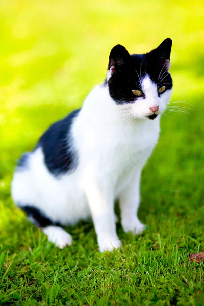 Gato doméstico - Felis catus — Foto de Stock