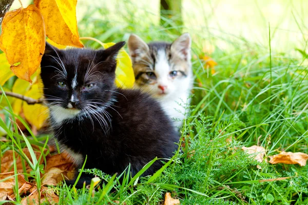 2 つの小さな子猫 — ストック写真