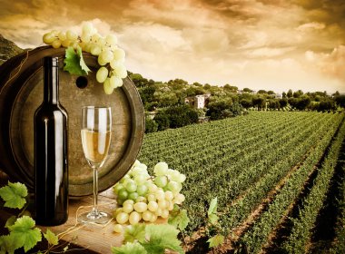 Wine and vineyard clipart