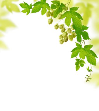 Hop plant border clipart