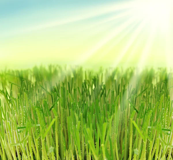 Čerstvá tráva v sluneční paprsky — Stock fotografie