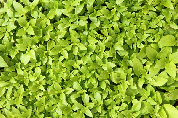 stock image Basil background