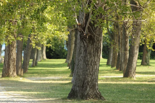 stock image Trees