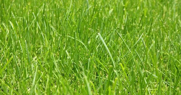 Pozadí - čerstvé zelené trávy — Stock fotografie