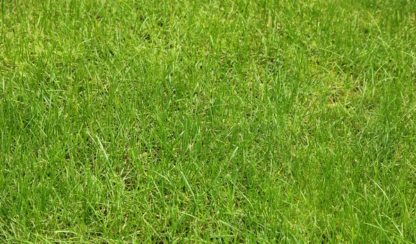 Levendig groen gras — Stockfoto