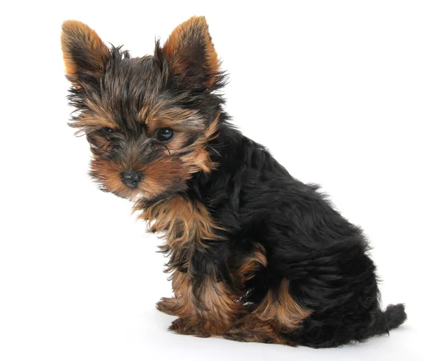 Yorkshire terrier puppy — Stock Photo, Image