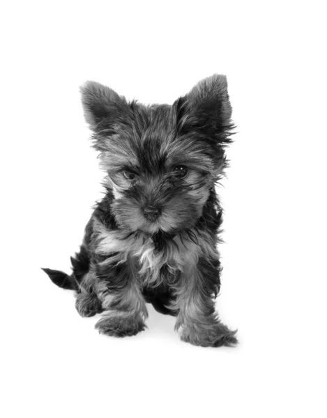 Sweet puppy Yorkshire Terrie — Stock Photo, Image