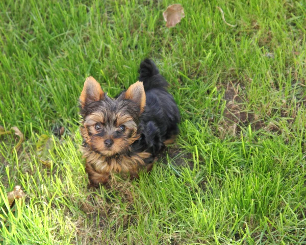 stock image A very cute yorkshire terrier on green grass