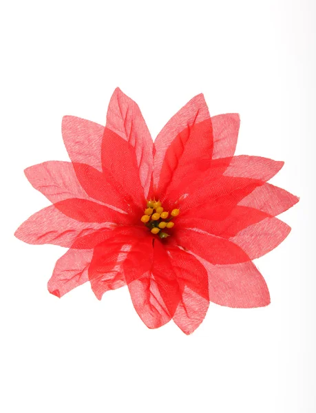 Plastic delicate red poinsettia — Stock Photo, Image