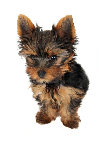 Puppy Yorkshire Terrier Front White Background — Stock Photo, Image