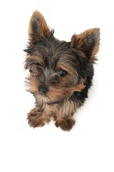 Small Yorkshire Terrier Front White Background — Stock Photo, Image