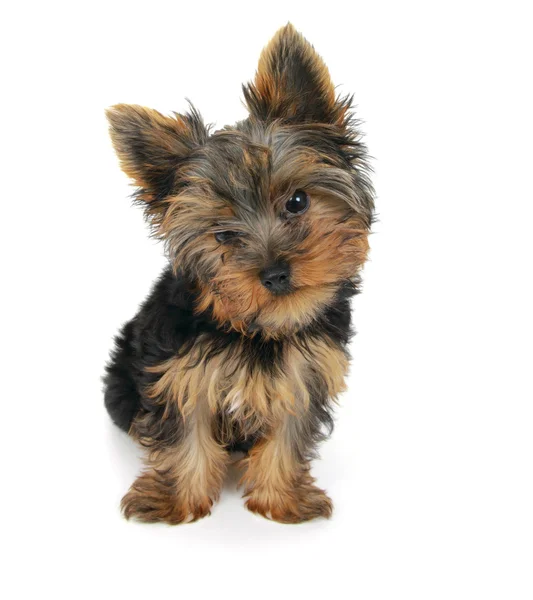 甘い子犬ヨークシャー テリア — ストック写真