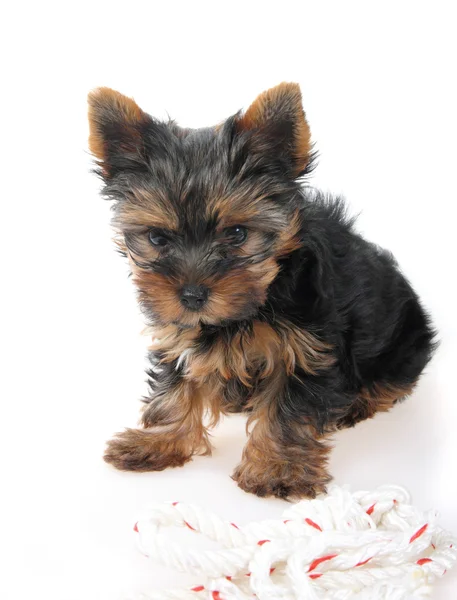Yorkshire Terrier Dog Kis Toy Line Month — Stock Photo, Image