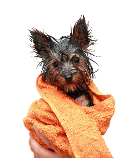 Jorkšírský teriér štěně po koupeli — Stock fotografie