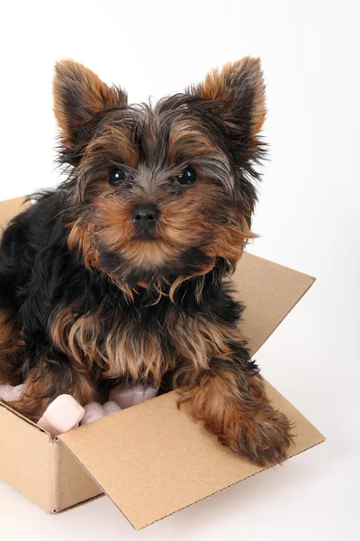 Puppy Yorkshire Terrier — Stock Photo, Image