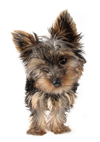 Puppy Yorkshire Terrier Front White Background Month Dog — Stock Photo, Image