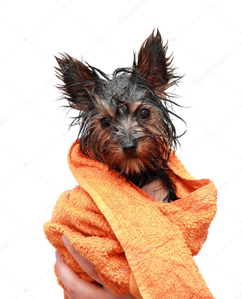 Puppy Yorkshire Terrier after bath