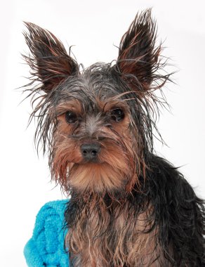 Wet Yorkshire terrier clipart