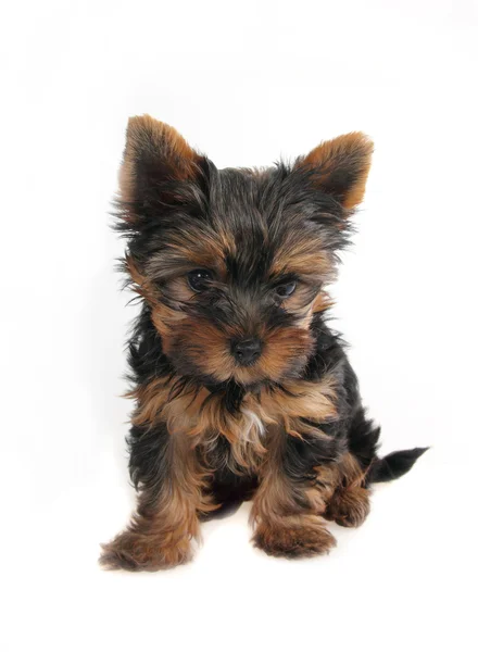 Sweet puppy Yorkshire Terrier 4 month — Stock Photo, Image