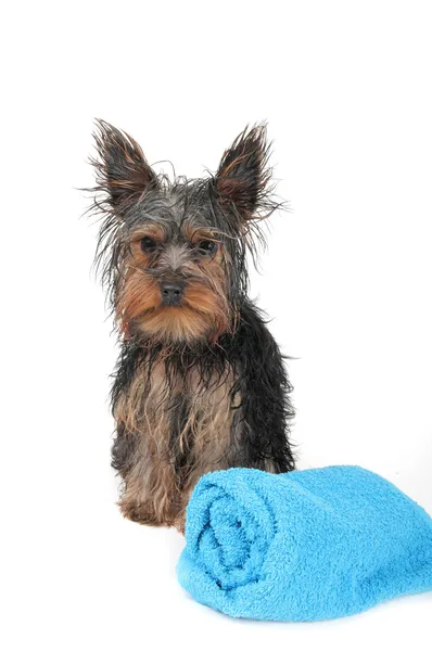 Terrier Yorkshire molhado com toalha azul — Fotografia de Stock