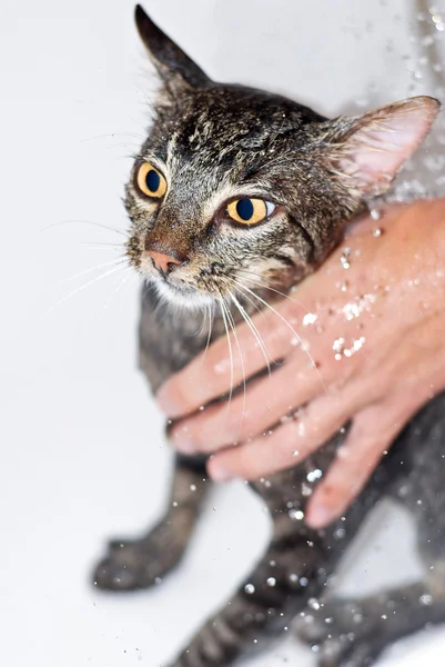 stock image Cat Bathing