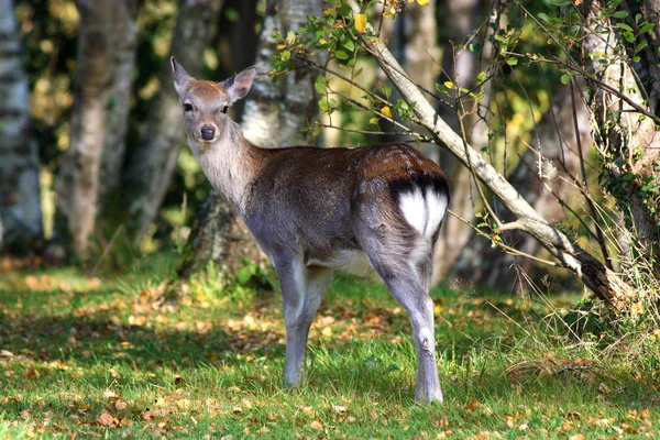 Deer op natuurpad — Stockfoto