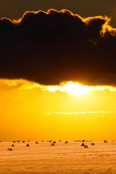 Złoty zachód słońca przez pola uprawne — Zdjęcie stockowe