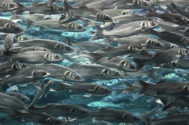 Large school of fish underwater clipart