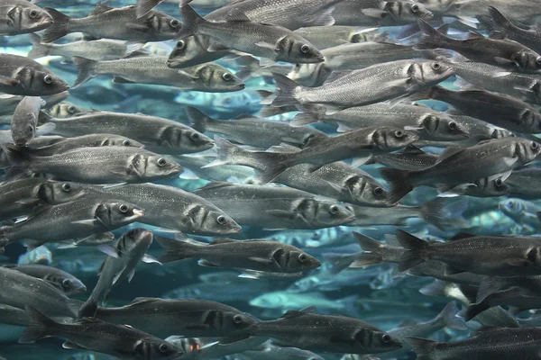 stock image Large school of fish underwater