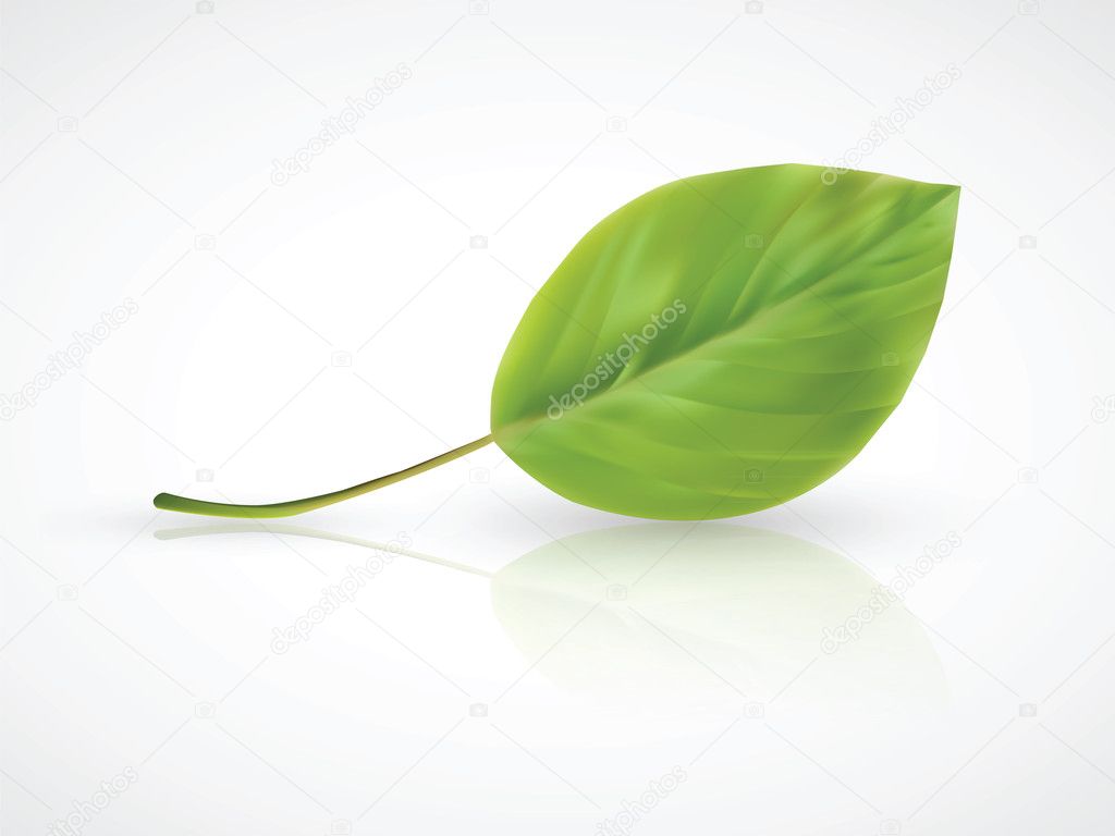 Isolated photorealistic green leaf in scalable vector format
