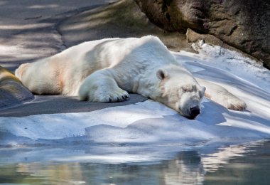 Sleeping polar bear.