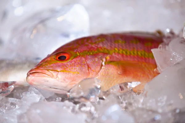 stock image A fresh fish on ice.