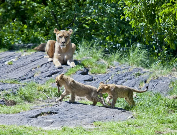 Filhotes de leão em jogo . — Fotografia de Stock