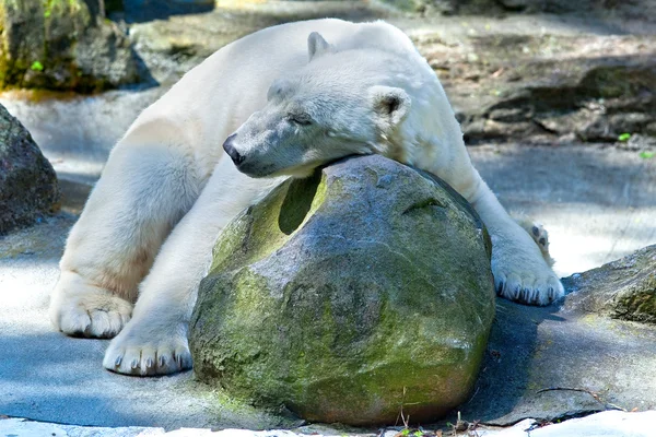 睡北极熊 — 图库照片
