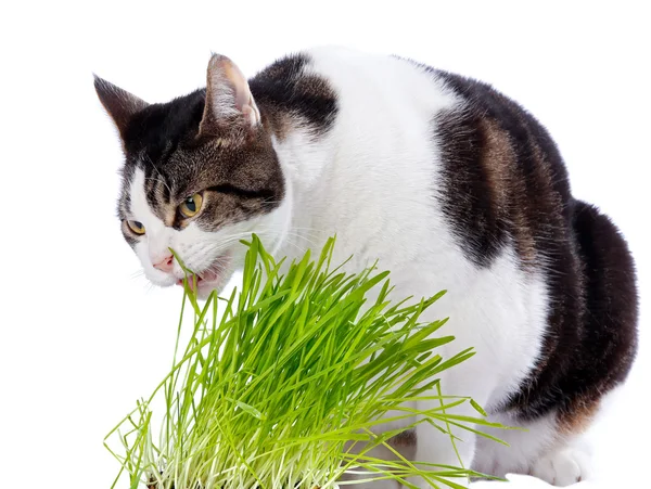 stock image A pet cat enjoys eating some fresh grass.