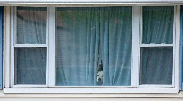 Ochranné hlídací pes. — Stock fotografie