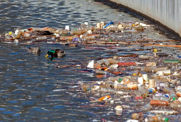Un par de patos apareados alimentándose cerca de basura reciclable . —  Fotos de Stock