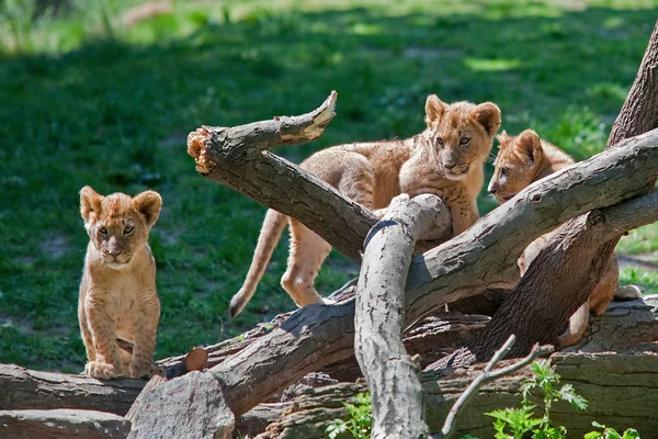 Tres lindos cachorros leones — Foto de Stock