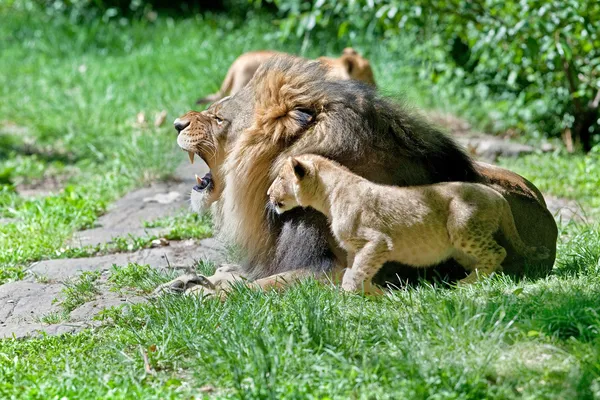 Leão macho e seu filhote — Fotografia de Stock