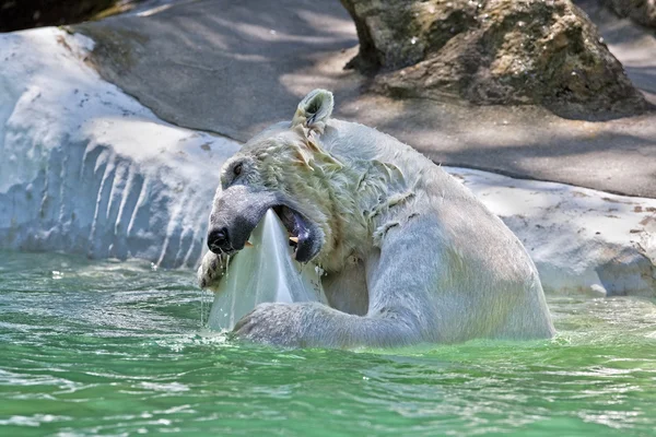 北极熊. — 图库照片