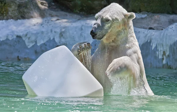 Eisbär spielt mit einem Plastikstück Eis. — Stockfoto