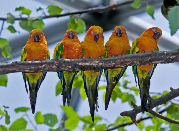 Cinque pappagalli colorati Immagini Stock Royalty Free