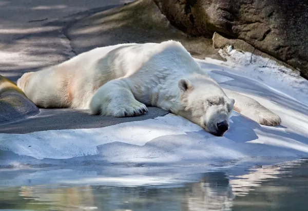 Спляча полярний ведмідь . Стокове Зображення