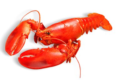 Lobster clipart