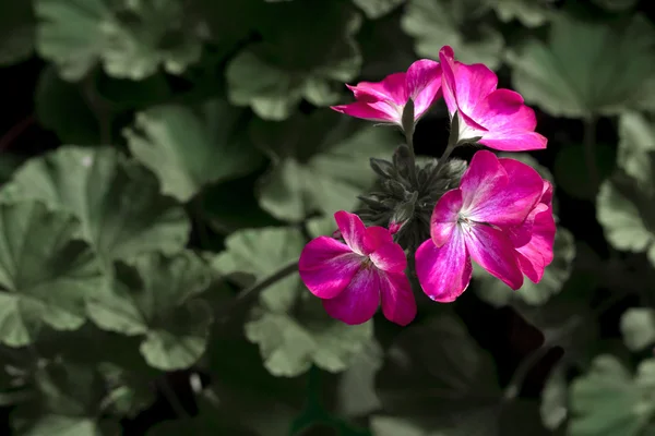 bir sprey ile koyu yeşil yatak yaprakların üzerine kırmızı Begonya.