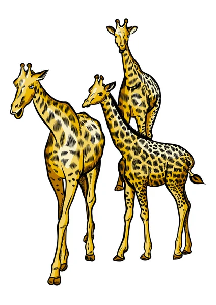 Giraffen — Stockvector