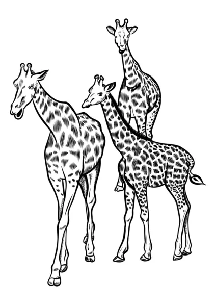 Giraffes — Stock Vector